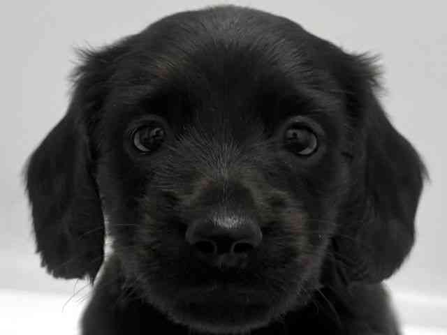 京都府のミニチュアダックスフンド(ロング) (ひごペットフレンドリー京都店/2025年10月26日生まれ/男の子/ブラック)の子犬の1枚目の画像