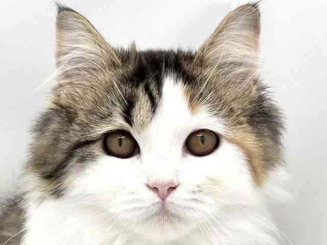 兵庫県のサイベリアン (ひごペットフレンドリークラウンパーク伊丹店/2025年10月25日生まれ/女の子/キャリコ)の子猫の1枚目の画像