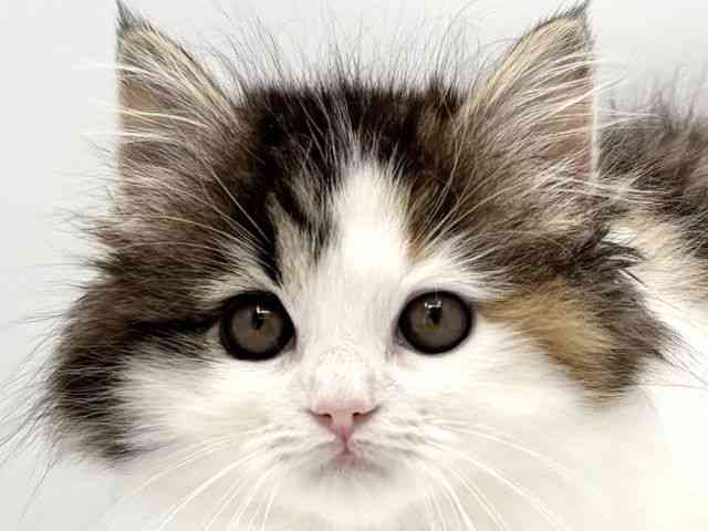 兵庫県のサイベリアン (ひごペットフレンドリークラウンパーク伊丹店/2025年10月25日生まれ/女の子/キャリコ)の子猫の1枚目の画像