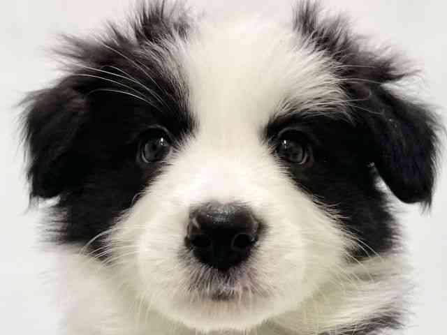 高知県のボーダーコリー (ひごペットフレンドリーイオンモール高知店/2025年10月20日生まれ/女の子/ブラックホワイト)の子犬の1枚目の画像