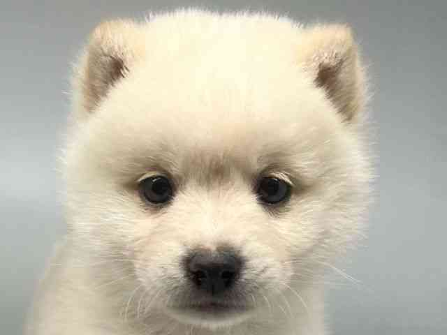 徳島県のポメ柴/豆ポメ/ポメ豆柴(ポメラニアン×柴犬) (ひごペットフレンドリーゆめタウン徳島店/2025年10月26日生まれ/男の子/ホワイト)の子犬の1枚目の画像