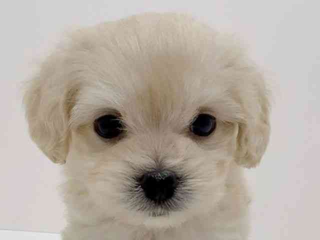 広島県のマルックス(マルチーズ×ダックス) (ひごペットフレンドリーフジグラン神辺店/2025年10月25日生まれ/女の子/クリーム)の子犬の1枚目の画像