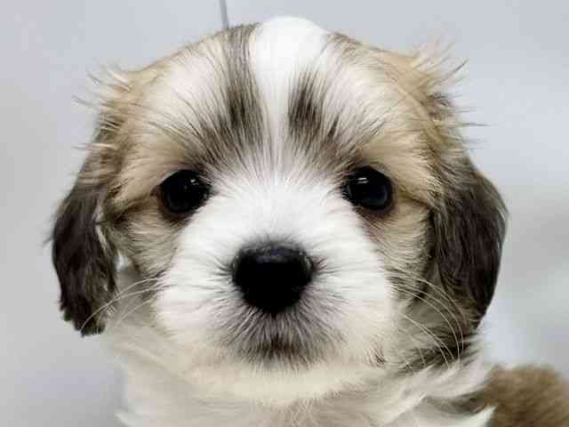 広島県のマルックス(マルチーズ×ダックス) (ひごペットフレンドリーゆめタウン廿日市店/2025年10月25日生まれ/男の子/レッドホワイト)の子犬の1枚目の画像