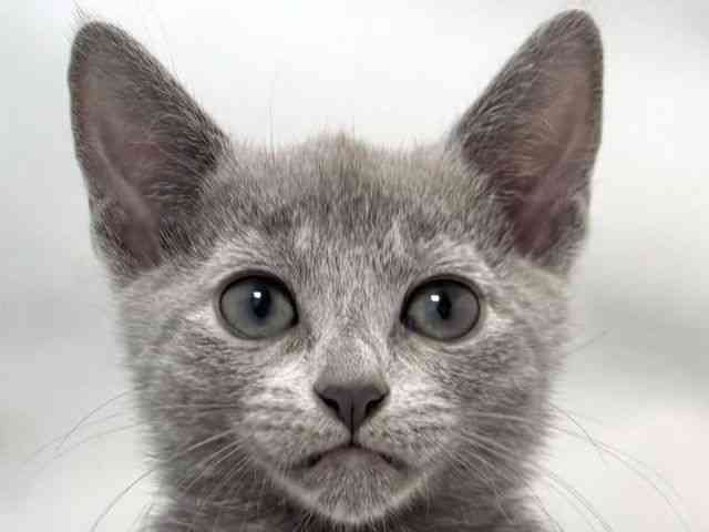 大阪府のロシアンブルー (ひごペットフレンドリー堺プラットプラット店/2025年10月23日生まれ/女の子/ブルー)の子猫の1枚目の画像