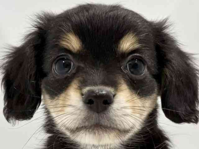 高知県のチワックス(チワワ×ダックス) (ひごペットフレンドリーイオンモール高知店/2025年10月24日生まれ/女の子/ブラックタン)の子犬の1枚目の画像