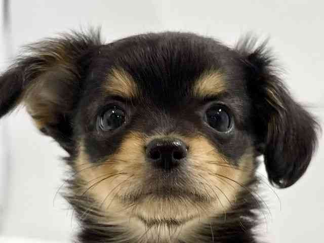 高知県のチワックス(チワワ×ダックス) (ひごペットフレンドリーイオンモール高知店/2025年10月24日生まれ/女の子/ブラックタン)の子犬の1枚目の画像