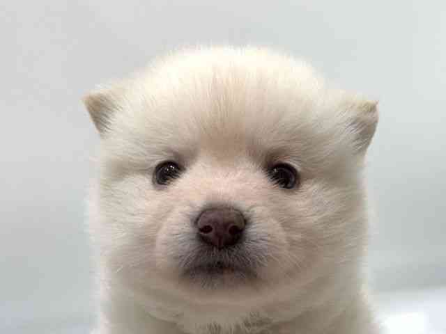 愛知県のポメ柴/豆ポメ/ポメ豆柴(ポメラニアン×柴犬) (ひごペットフレンドリーヴィアモール アピタ江南西店/2025年10月25日生まれ/女の子/ホワイト)の子犬の1枚目の画像