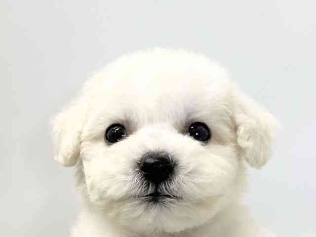 愛媛県のビションフリーゼ (ひごペットフレンドリーイオンモール今治新都市店/2025年10月25日生まれ/女の子/ホワイト)の子犬の1枚目の画像