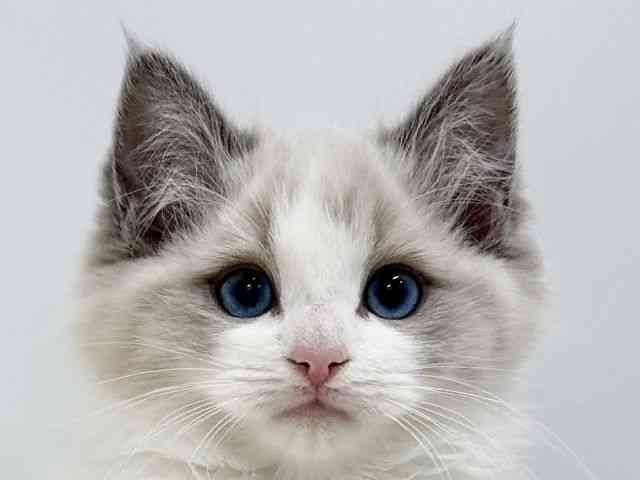 広島県のラグドール (ひごペットフレンドリーゆめタウン廿日市店/2025年10月20日生まれ/男の子/ブルーポイントバイカラー)の子猫の1枚目の画像