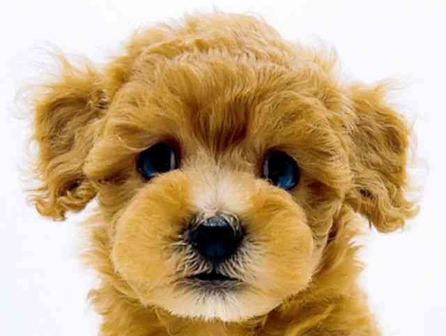 広島県のトイプードル(トイ) (ひごペットフレンドリーフジグラン神辺店/2025年10月25日生まれ/女の子/レッド)の子犬の1枚目の画像