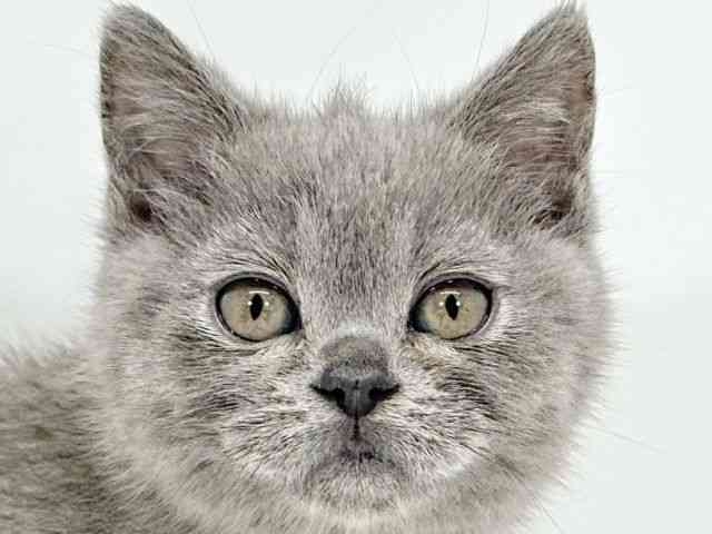 京都府のブリティッシュショートヘアー (ひごペットフレンドリーイズミヤショッピングセンター八幡店/2025年10月25日生まれ/男の子/ブルー)の子猫の1枚目の画像