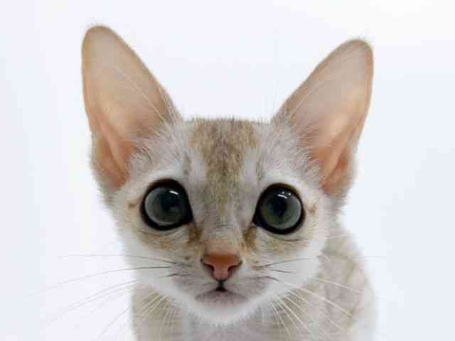 広島県のシンガプーラ (ひごペットフレンドリーフジグラン神辺店/2025年10月26日生まれ/女の子/セピアアグーティ)の子猫