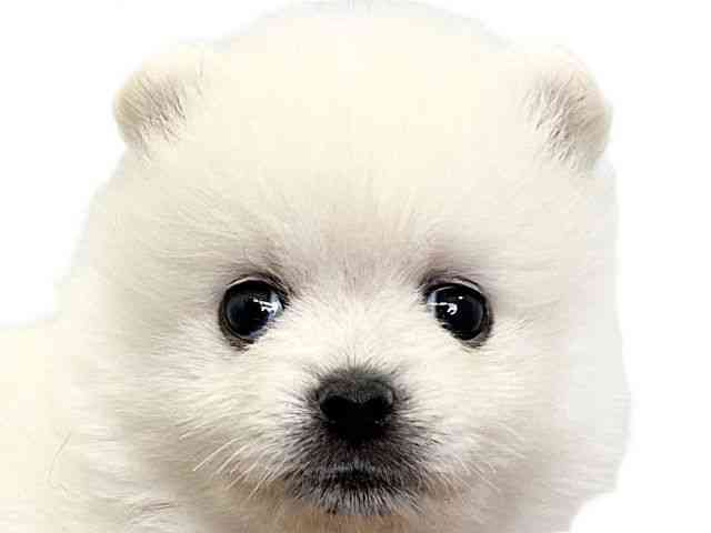 愛媛県のポメラニアン (ひごペットフレンドリーエミフルMASAKI店/2025年10月25日生まれ/男の子/クリーム)の子犬の1枚目の画像