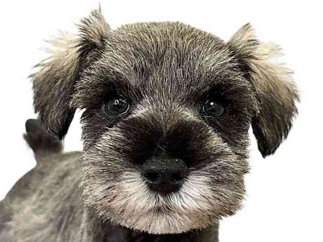 愛媛県のミニチュアシュナウザー (ひごペットフレンドリーエミフルMASAKI店/2025年10月26日生まれ/男の子/ソルトペッパー)の子犬の1枚目の画像