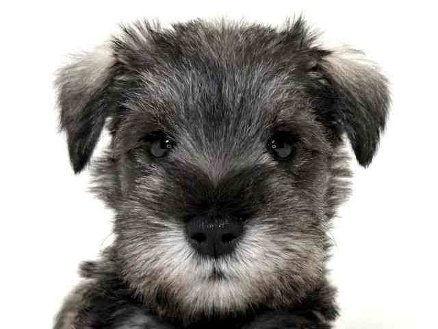 兵庫県のミニチュアシュナウザー (ひごペットフレンドリーイトーヨーカドー明石店/2025年10月26日生まれ/男の子/ソルトペッパー)の子犬の1枚目の画像