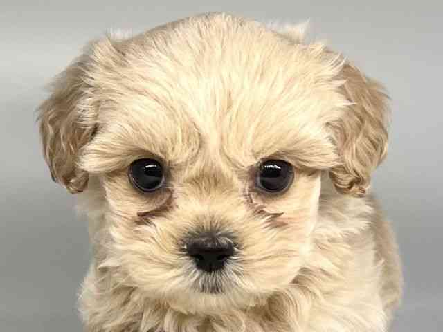 徳島県のペキプー(ペキニーズ×プードル) (ひごペットフレンドリーゆめタウン徳島店/2025年10月23日生まれ/女の子/アプリコット)の子犬の1枚目の画像