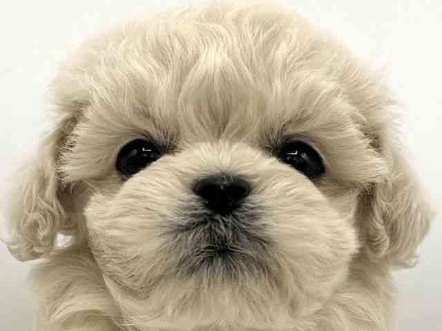 大阪府のペキプー(ペキニーズ×プードル) (ひごペットフレンドリーららぽーとEXPOCITY店/2025年10月25日生まれ/女の子/クリーム)の子犬