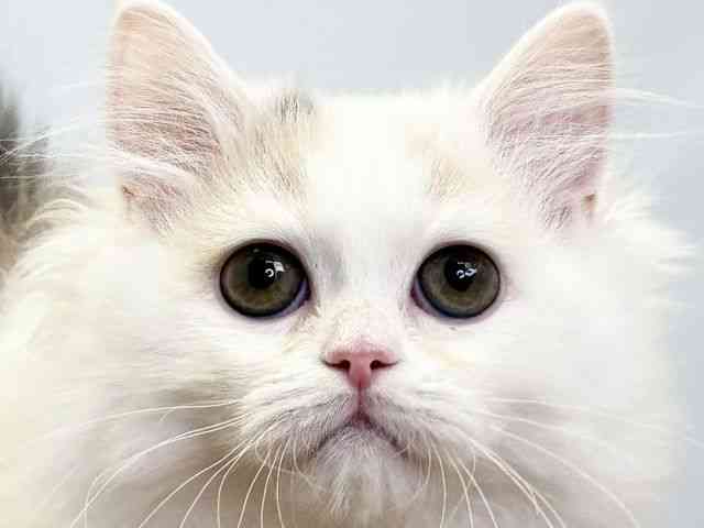 愛媛県のサイベリアン (ひごペットフレンドリーエミフルMASAKI店/2025年10月25日生まれ/女の子/ダイリュートキャリコ)の子猫の1枚目の画像