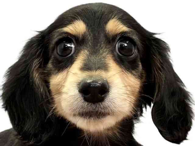 愛媛県のミニチュアダックスフンド(ロング) (ひごペットフレンドリーエミフルMASAKI店/2025年10月24日生まれ/女の子/ブラックイエロー)の子犬の1枚目の画像