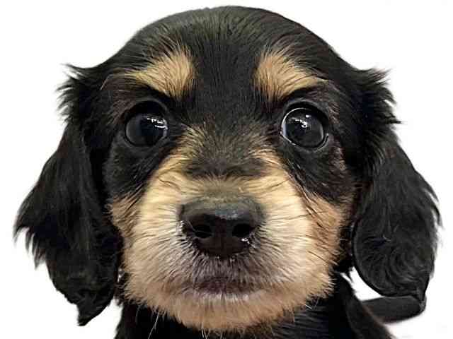 愛媛県のミニチュアダックスフンド(ロング) (ひごペットフレンドリーエミフルMASAKI店/2025年10月24日生まれ/女の子/ブラックイエロー)の子犬