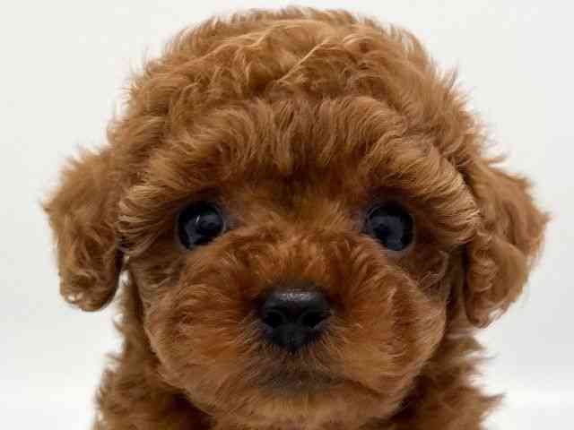 京都府のトイプードル(トイ) (ひごペットフレンドリー京都店/2025年10月24日生まれ/男の子/レッド)の子犬の1枚目の画像