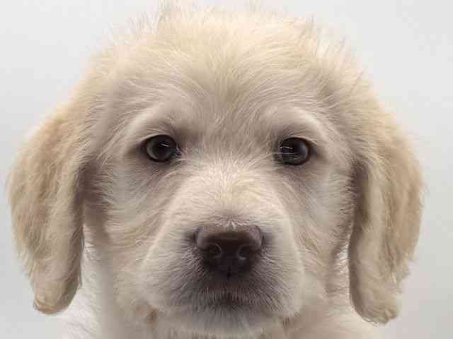 愛知県のラブラドゥードル(ラブラドールレトリーバー×プードル) (ひごペットフレンドリープライムツリー赤池店/2025年10月26日生まれ/男の子/クリーム)の子犬の1枚目の画像