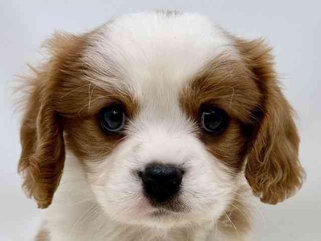 広島県のキャバリアキングチャールズスパニエル (ひごペットフレンドリーゆめタウン廿日市店/2025年10月26日生まれ/男の子/ブレンハイム)の子犬の1枚目の画像