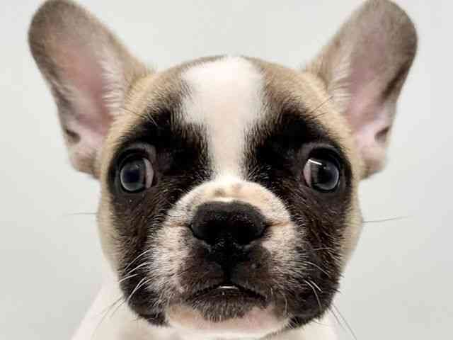 大阪府のフレンチブルドッグ (ひごペットフレンドリーイオンタウン豊中庄内店/2025年10月25日生まれ/男の子/フォーンホワイト)の子犬の1枚目の画像