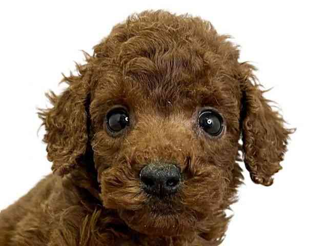 愛媛県のトイプードル(トイ) (ひごペットフレンドリーエミフルMASAKI店/2025年10月25日生まれ/女の子/レッド)の子犬の1枚目の画像