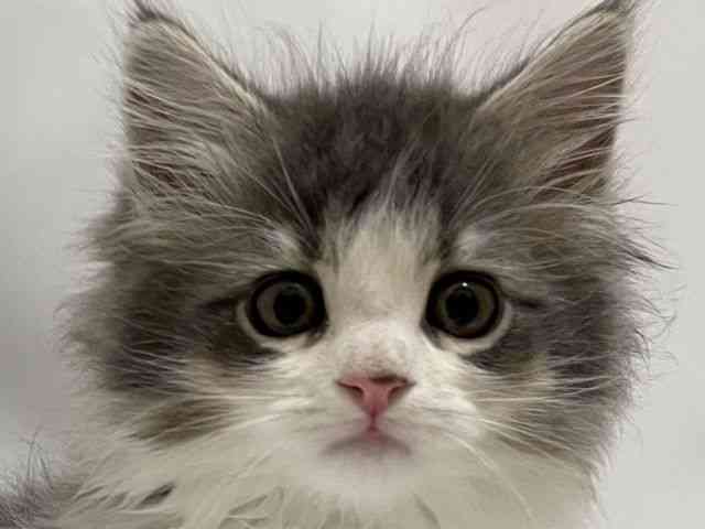 和歌山県のサイベリアン (ひごペットフレンドリーパームシティ和歌山店/2025年10月26日生まれ/男の子/ブルーホワイト)の子猫の1枚目の画像