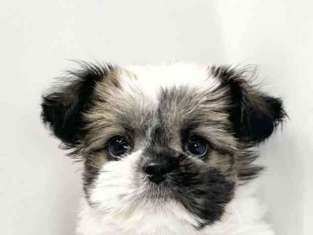 愛媛県のチワズー/チワシーズ(チワワ×シーズー) (ひごペットフレンドリーイオンモール今治新都市店/2025年10月26日生まれ/女の子/ホワイトゴールド)の子犬の1枚目の画像