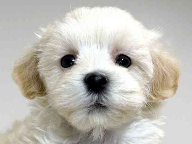 兵庫県のマルプー(マルチーズ×プードル) (ひごペットフレンドリーイトーヨーカドー明石店/2025年10月23日生まれ/男の子/クリーム)の子犬の1枚目の画像