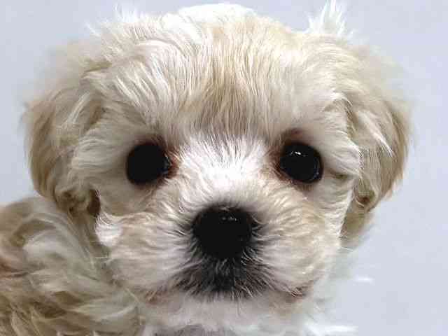 奈良県のマルプー(マルチーズ×プードル) (ひごペットフレンドリー奈良パワーシティ店/2025年10月24日生まれ/男の子/クリーム)の子犬の1枚目の画像