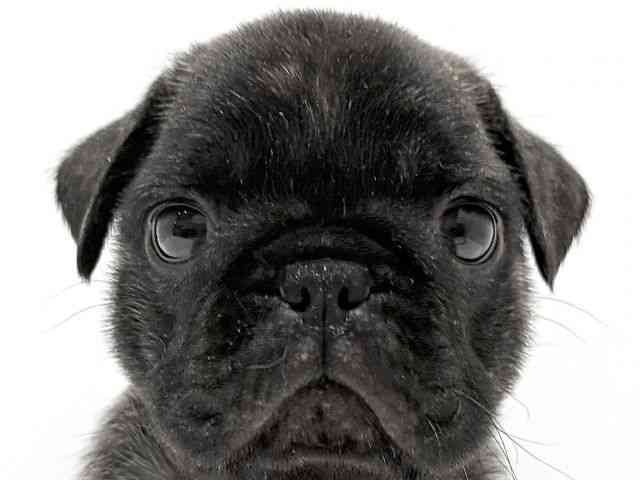 大阪府のフレンチパグ/パグフレンチ(フレンチブルドック×パグ) (ひごペットフレンドリーイオン高槻店/2025年10月24日生まれ/男の子/ブリンドル)の子犬の1枚目の画像