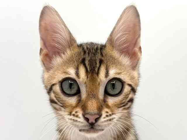 奈良県のベンガル (ひごペットフレンドリー田原本店/2025年10月24日生まれ/男の子/ブラウンスポットタビー)の子猫の1枚目の画像