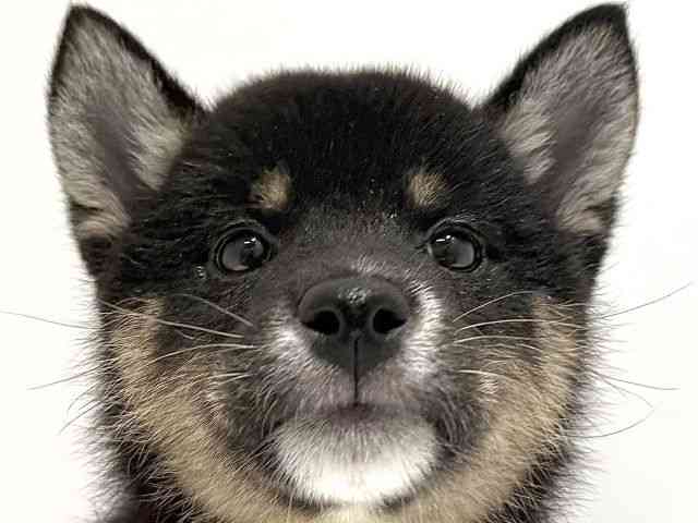 大阪府の柴犬(標準サイズ) (ひごペットフレンドリーイオン高槻店/2025年10月25日生まれ/女の子/黒)の子犬の1枚目の画像