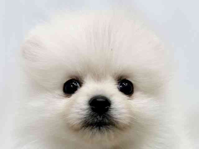 広島県のポメラニアン (ひごペットフレンドリーゆめタウン廿日市店/2025年10月25日生まれ/女の子/クリーム)の子犬の1枚目の画像