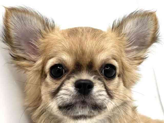 兵庫県のチワワ(ロング) (ひごペットフレンドリークラウンパーク伊丹店/2025年10月15日生まれ/女の子/フォーンホワイト)の子犬の1枚目の画像