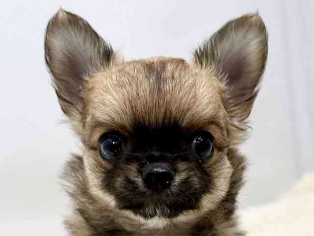 広島県のチワワ(ロング) (ひごペットフレンドリーゆめタウン廿日市店/2025年10月15日生まれ/男の子/フォーンホワイト)の子犬の1枚目の画像