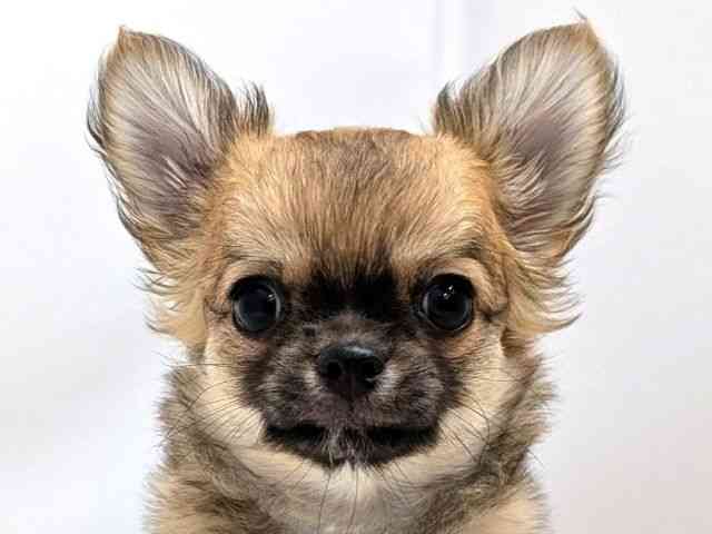 広島県のチワワ(ロング) (ひごペットフレンドリーゆめタウン廿日市店/2025年10月15日生まれ/男の子/フォーンホワイト)の子犬の1枚目の画像