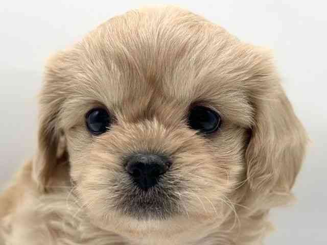 香川県のペキプー(ペキニーズ×プードル) (ひごペットフレンドリーゆめタウン高松店/2025年10月24日生まれ/男の子/アプリコット)の子犬の1枚目の画像