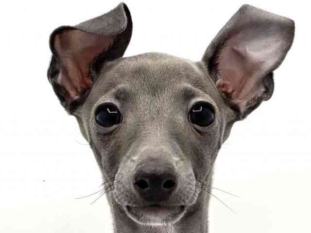 兵庫県のイタリアングレーハウンド (ひごペットフレンドリークラウンパーク伊丹店/2025年10月20日生まれ/男の子/ブルーホワイト)の子犬の1枚目の画像