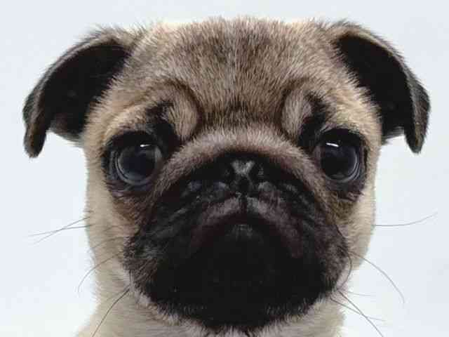 京都府のパグ (ひごペットフレンドリー京都店/2025年10月23日生まれ/男の子/フォーン)の子犬の1枚目の画像