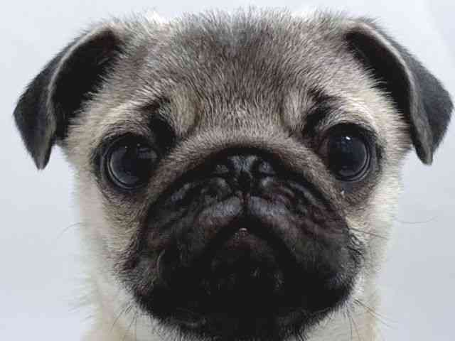 京都府のパグ (ひごペットフレンドリー京都店/2025年10月23日生まれ/男の子/フォーン)の子犬の1枚目の画像