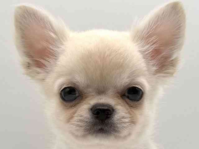 愛知県のチワワ(ロング) (ひごペットフレンドリープライムツリー赤池店/2025年10月23日生まれ/男の子/クリーム)の子犬の1枚目の画像