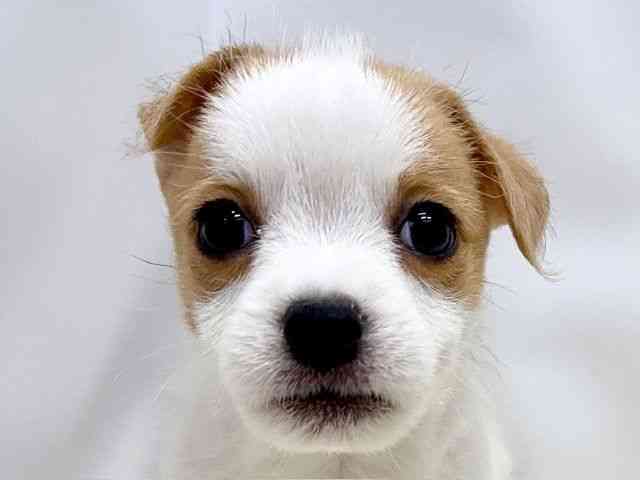 広島県のジャックラッセルテリア (ひごペットフレンドリーゆめタウン廿日市店/2025年10月25日生まれ/男の子/タンホワイト)の子犬の1枚目の画像