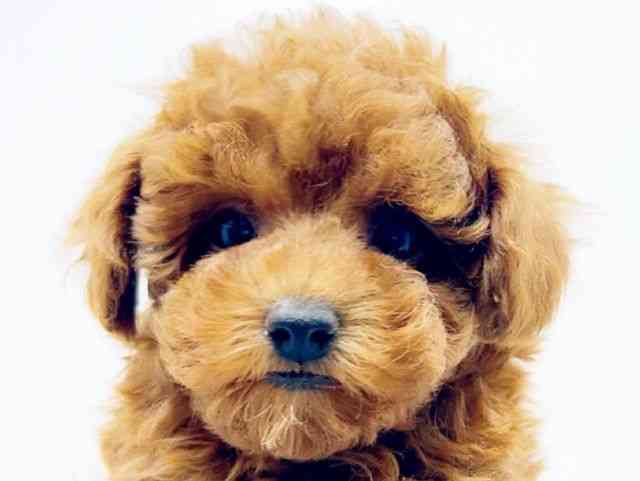 広島県のトイプードル(トイ) (ひごペットフレンドリーフジグラン神辺店/2025年10月26日生まれ/女の子/レッド)の子犬の1枚目の画像