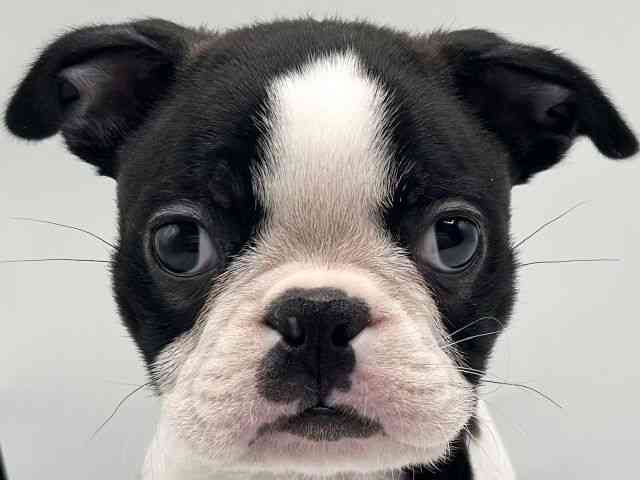 香川県のボストンテリア (ひごペットフレンドリーゆめタウン高松店/2025年10月24日生まれ/女の子/ボストンカラー)の子犬の1枚目の画像