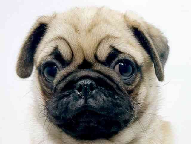 広島県のパグ (ひごペットフレンドリーフジグラン神辺店/2025年10月24日生まれ/女の子/フォーン)の子犬の1枚目の画像