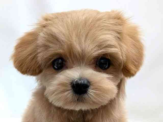 広島県のマルプー(マルチーズ×プードル) (ひごペットフレンドリーゆめタウン廿日市店/2025年10月21日生まれ/女の子/アプリコット)の子犬の1枚目の画像